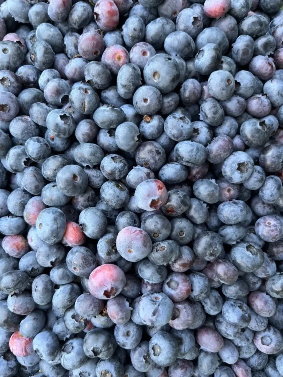 Blueberry + Lemon Infused Maple Syrup - Image 6